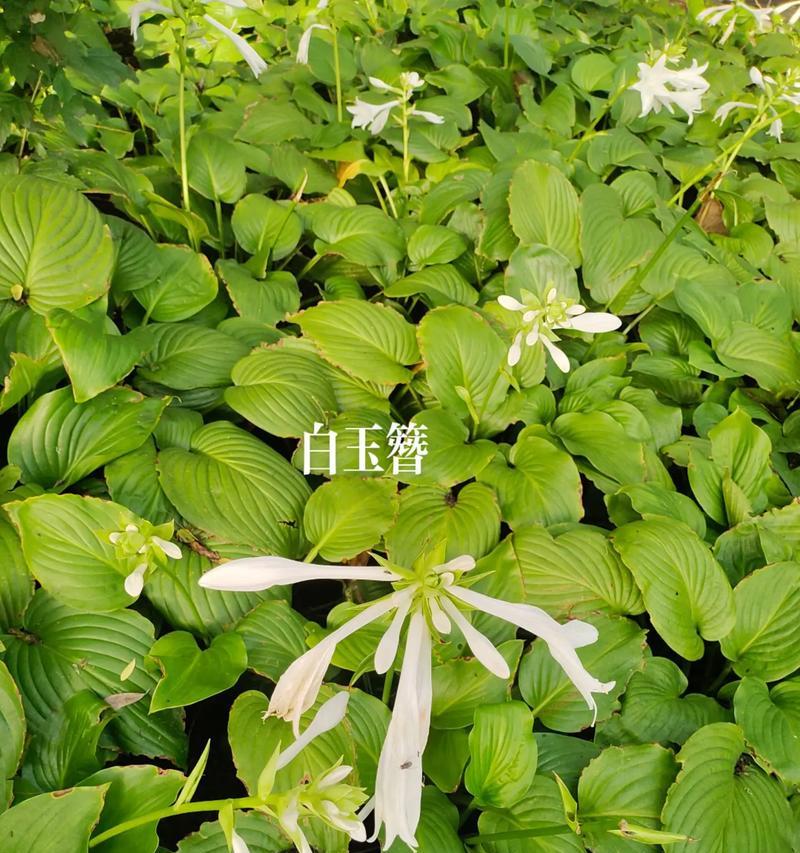 白色花绑在头发上有什么寓意？绑头发用的白色花是什么意思？