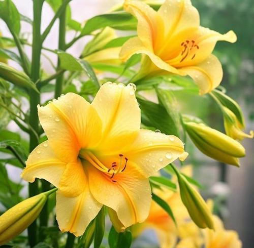 百合有哪些象征颜色？如何挑选寓意美好的百合花？