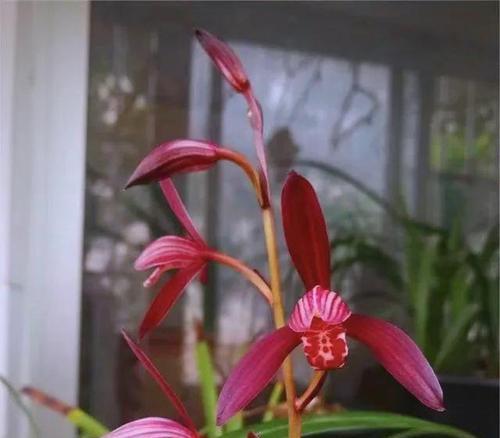 送老人什么花寓意身体健康？如何表达关怀与祝福？
