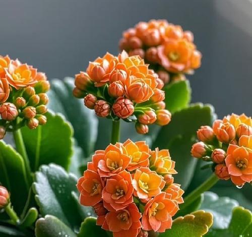 哪种花寓意兴旺顺利？它的花语是什么？