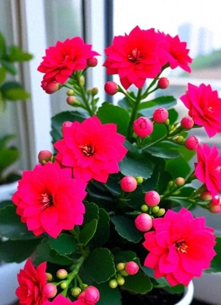哪种花寓意兴旺顺利？它的花语是什么？