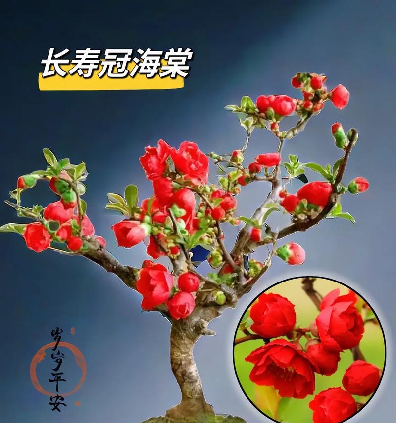 紫砂中哪种花象征长寿？它的文化含义是什么？