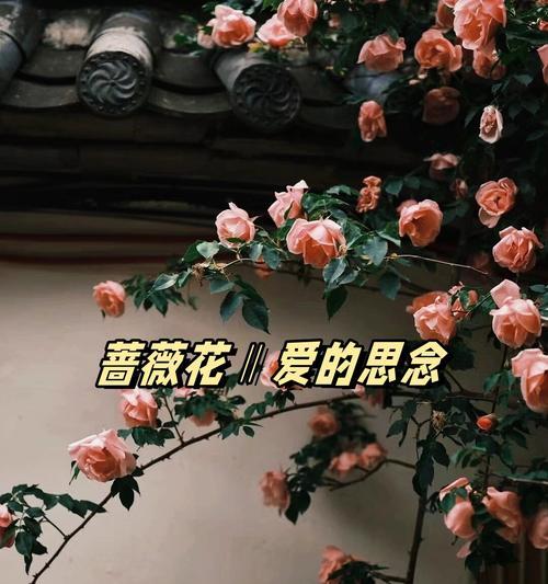哪些花语表达了浪漫的情感？