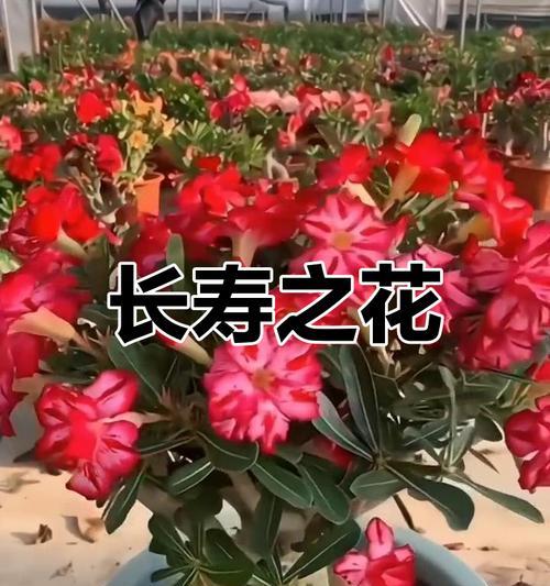 古代哪种花象征安康？