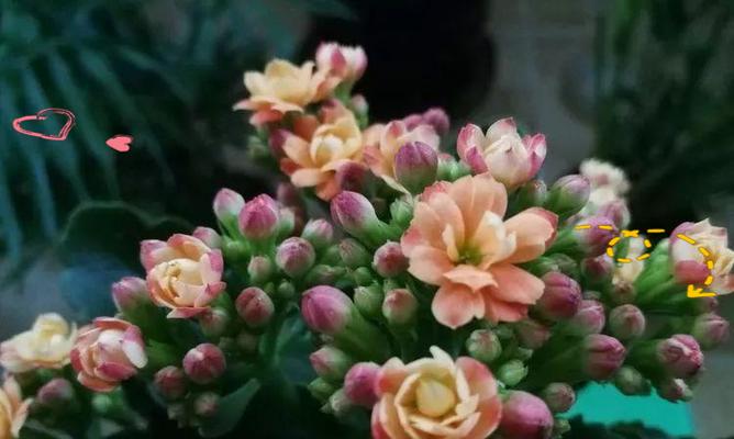 古代哪种花象征安康？