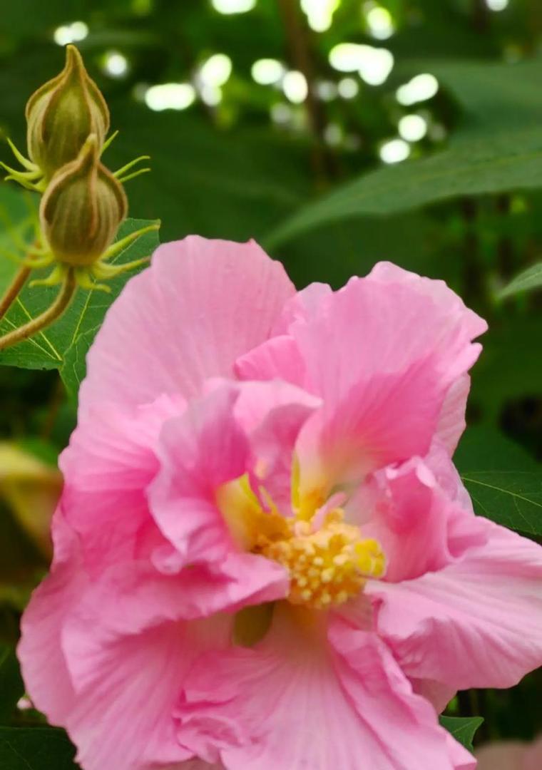 富贵芙蓉花象征着什么？