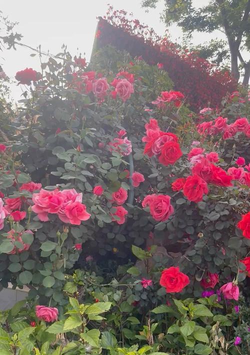 黄色芭比花寓意什么？了解花语传递美好祝福。688