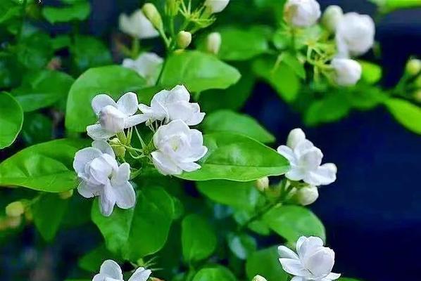 黄色芭比花寓意什么？了解花语传递美好祝福。688