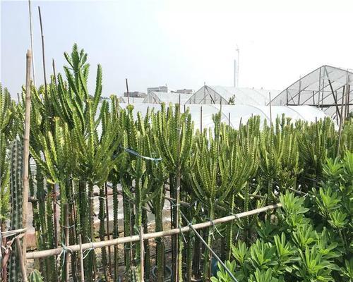 帝锦花在不同季节象征什么？帝锦花的意义有哪些？