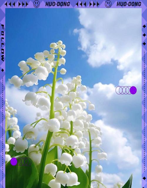 什么花是象征着幸福的花？如何选择寓意幸福的花卉？