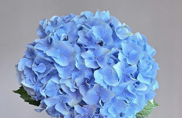蓝色绣球花束的花语是什么？它象征着什么？