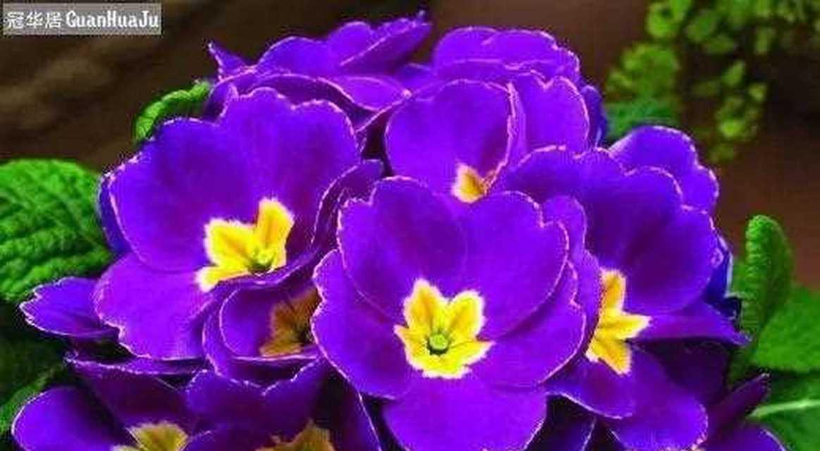 紫色花象征什么？紫色花的寓意有哪些？