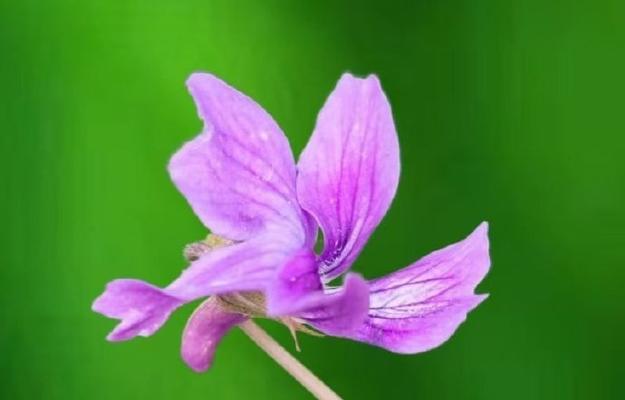 紫色花象征什么？紫色花的寓意有哪些？