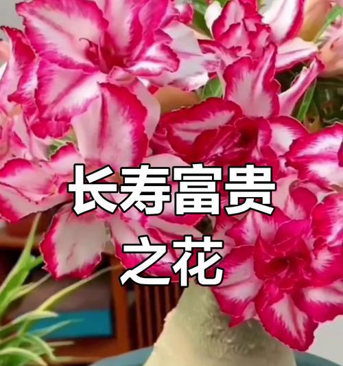 玫瑰花为何象征富贵？