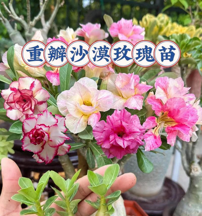 玫瑰花为何象征富贵？