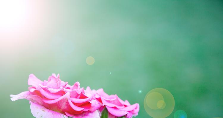 哪种花象征健康开心？它的花语是什么？