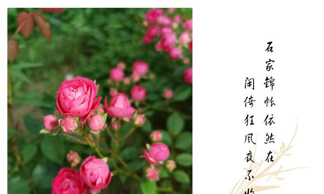 哪种花象征健康开心？它的花语是什么？