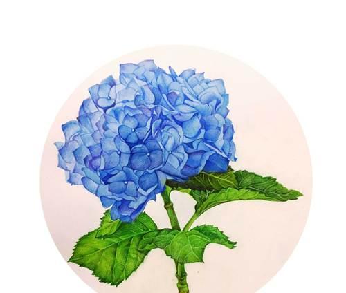 蓝色花系通常代表什么含义？