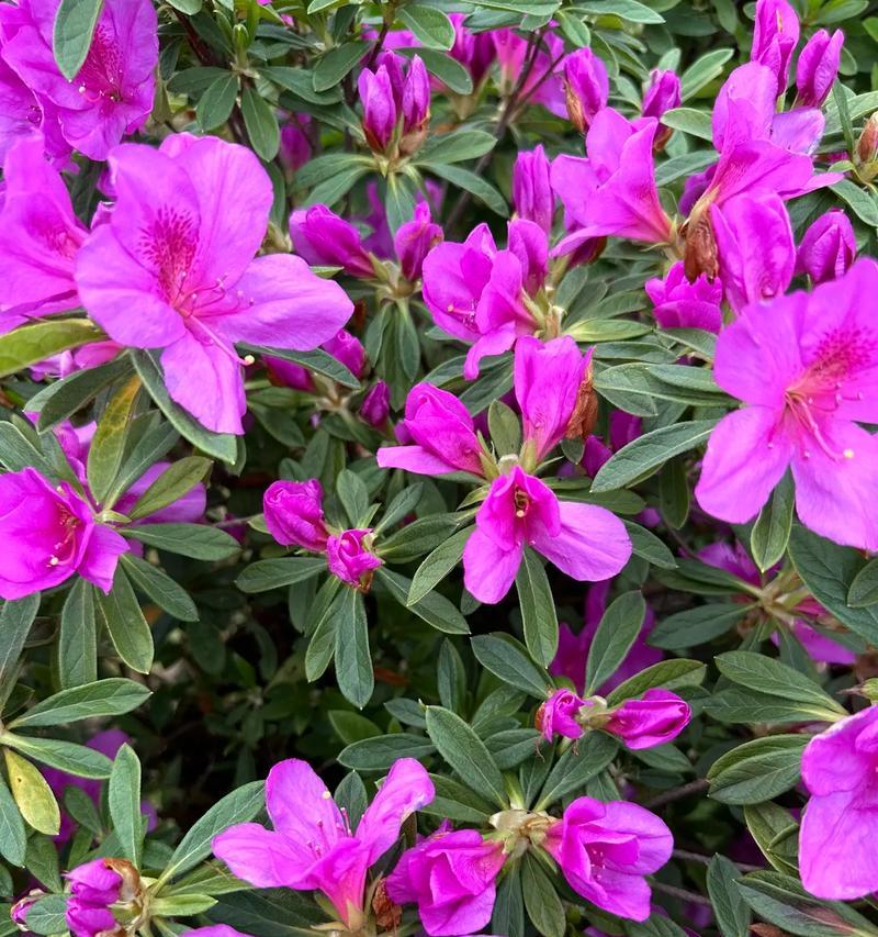 不同颜色的花代表了什么含义？