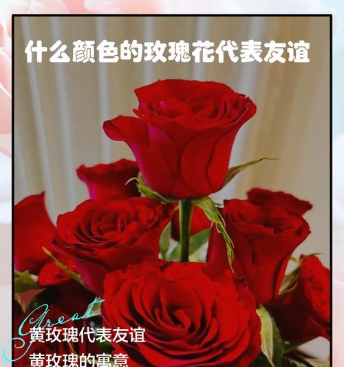 不同颜色的花代表了什么含义？