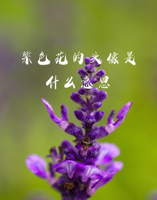 不同颜色的花代表了什么含义？