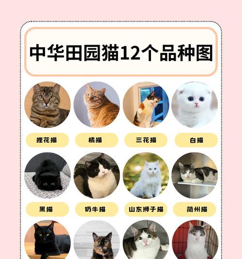 狸花三种颜色分别代表什么？狸花颜色的寓意是什么？