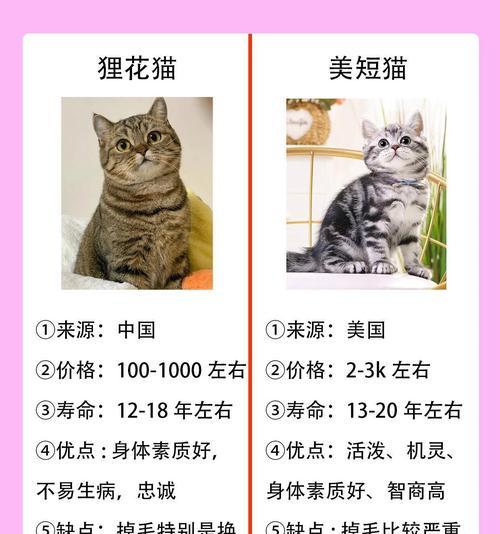 狸花三种颜色分别代表什么？狸花颜色的寓意是什么？