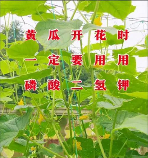 黄瓜花象征着怎样的爱情？