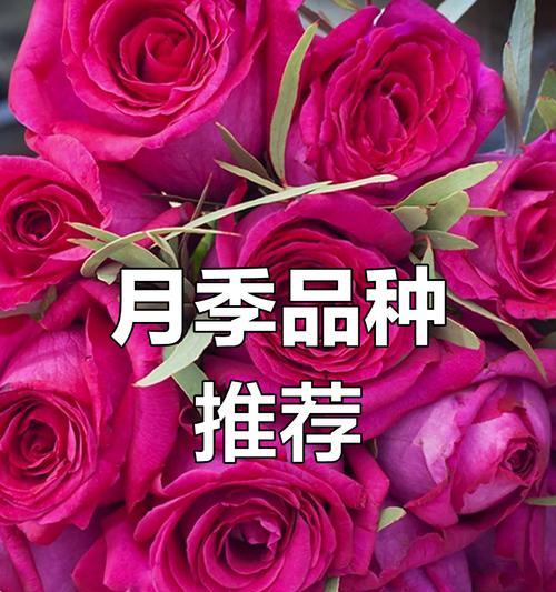富贵美人花象征着什么？富贵美人花的寓意是什么？