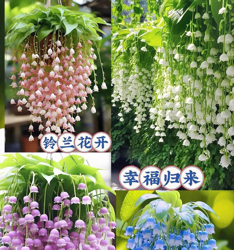 哪种花寓意幸福归来？它的象征意义是什么？