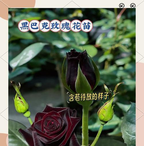 浪漫花朵有哪些？它们的花语分别是什么？