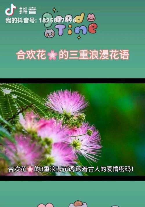 浪漫花朵有哪些？它们的花语分别是什么？
