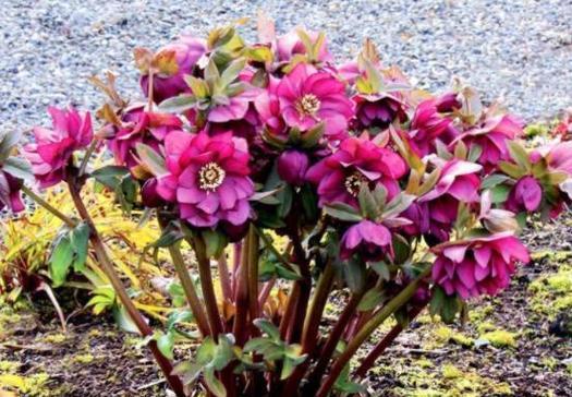 铁筷子花的文化寓意是什么？铁筷子花象征什么？