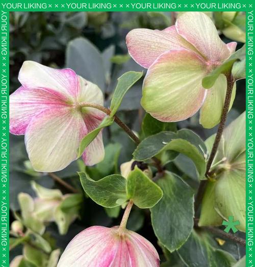 铁筷子花的文化寓意是什么？铁筷子花象征什么？