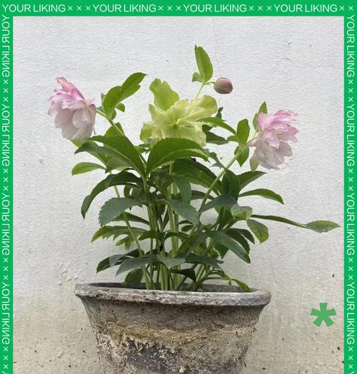铁筷子花的文化寓意是什么？铁筷子花象征什么？