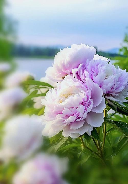 牡丹花有哪些吉祥的寓意？