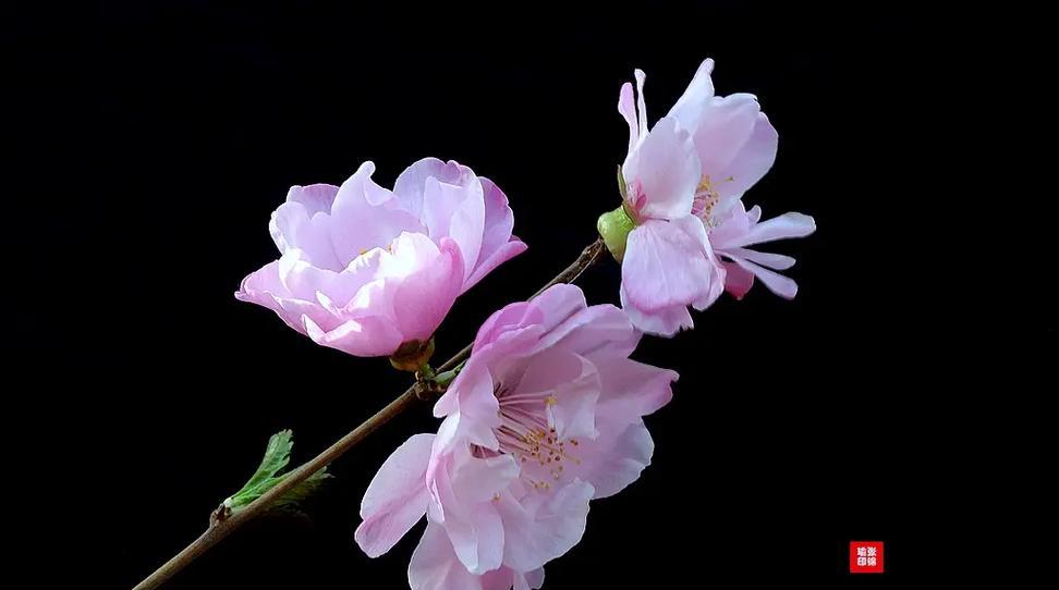 黑色手持象征的花是什么？它的寓意是什么？