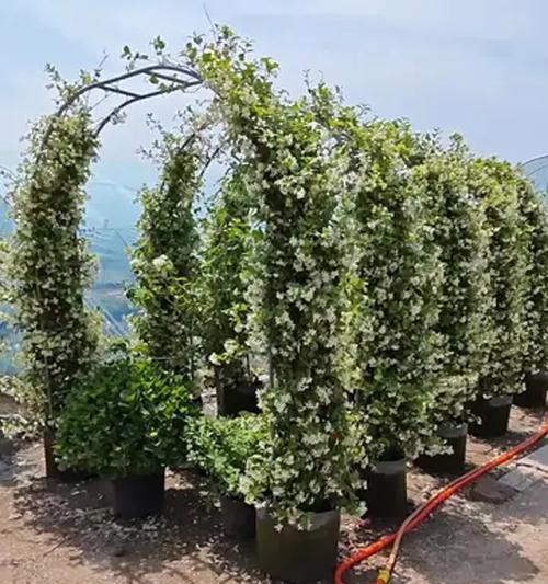 拱门花采用两种颜色有什么特别寓意？