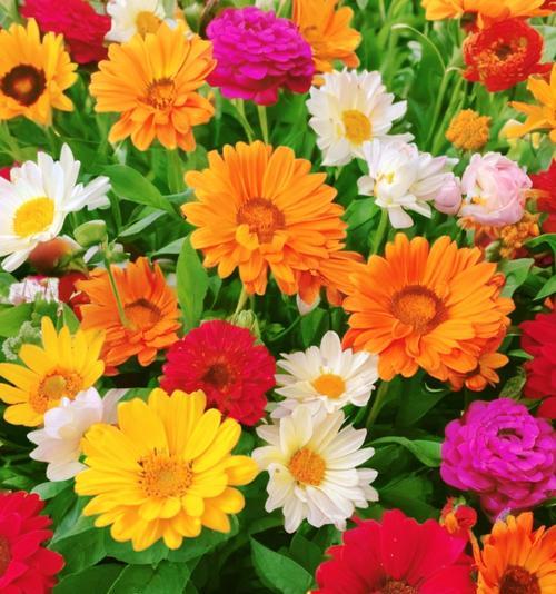 白色金盏花代表什么含义？花语有哪些？