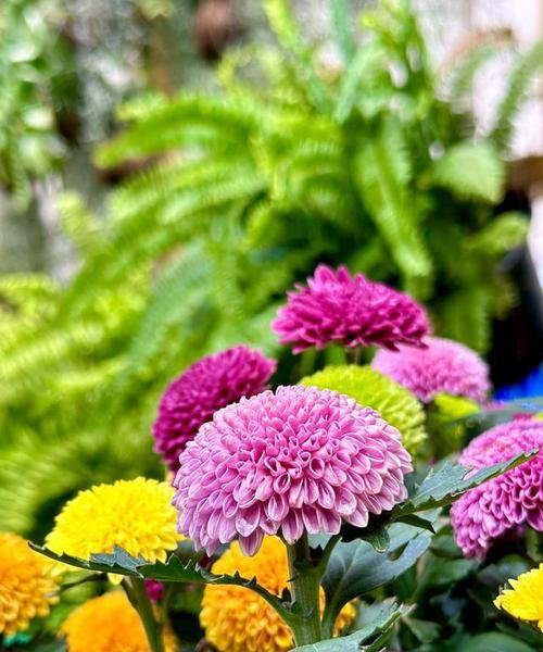 秋季有哪些花象征爱情？秋季爱情寓意的花有哪些？