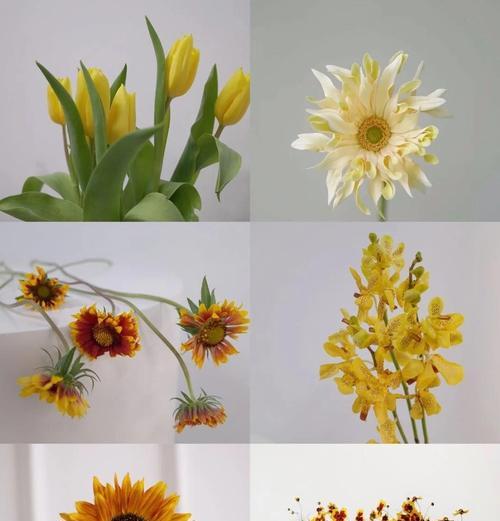 黄色花材通常象征着什么？