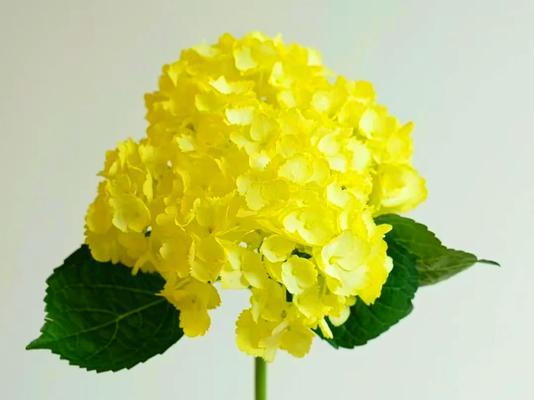 黄色花材通常象征着什么？