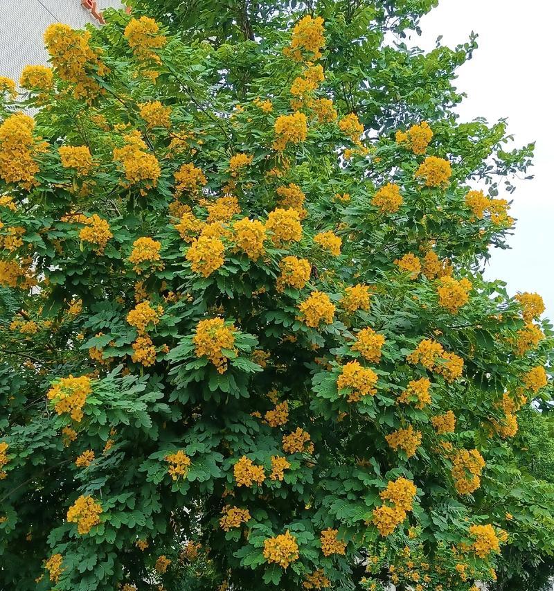 黄色花材通常象征着什么？