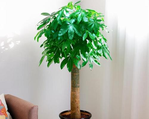 发财吉祥的象征花有哪些？它们的寓意是什么？