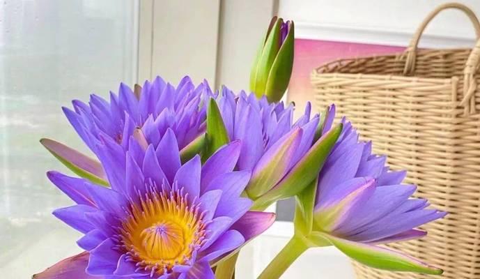 清明节折花有何特殊意义？