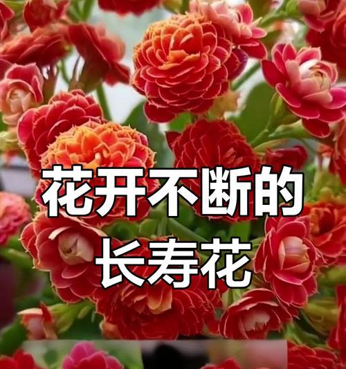 长寿花的寓意和喜好是什么？长寿花在文化中代表什么？