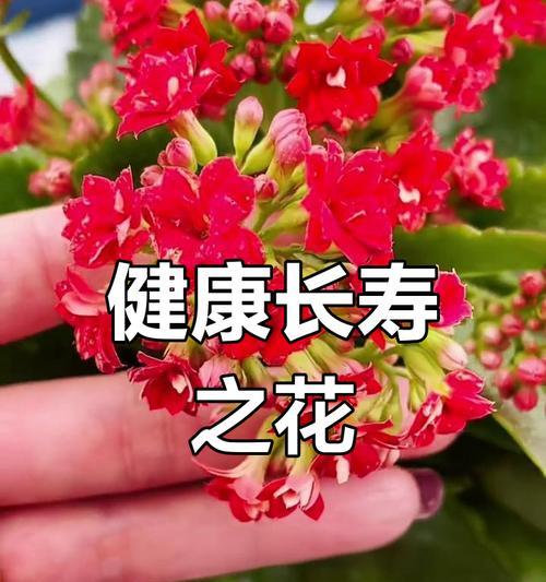 长寿花的寓意和喜好是什么？长寿花在文化中代表什么？