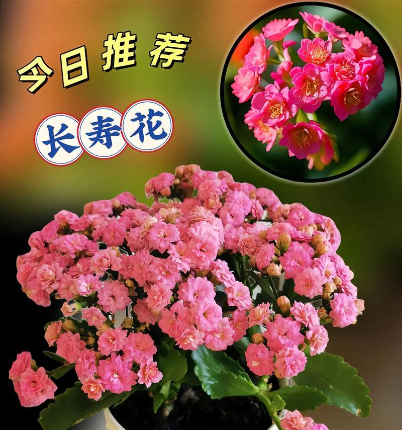 长寿花的寓意和喜好是什么？长寿花在文化中代表什么？