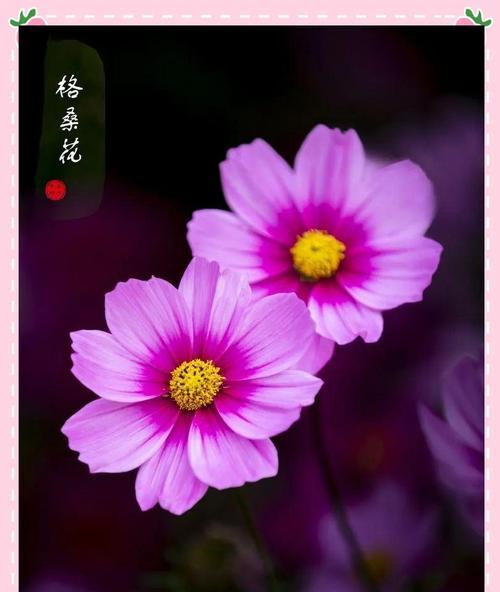 什么花象征背叛的爱情？