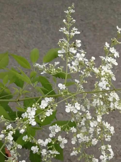 白色紫荆花的寓意是什么？